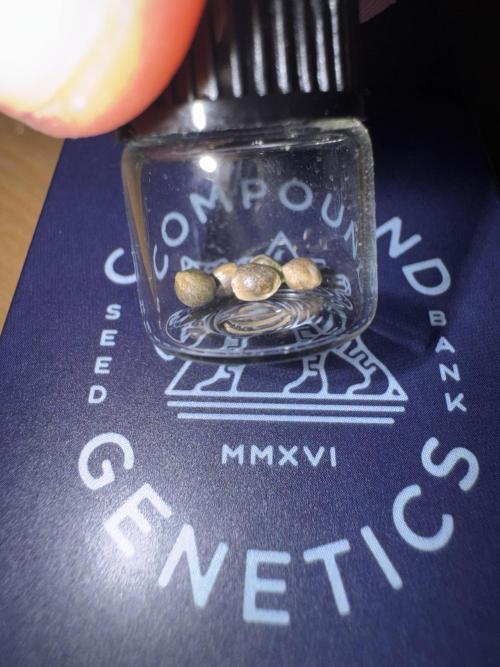 High Society by Compound Genetics. Week 0