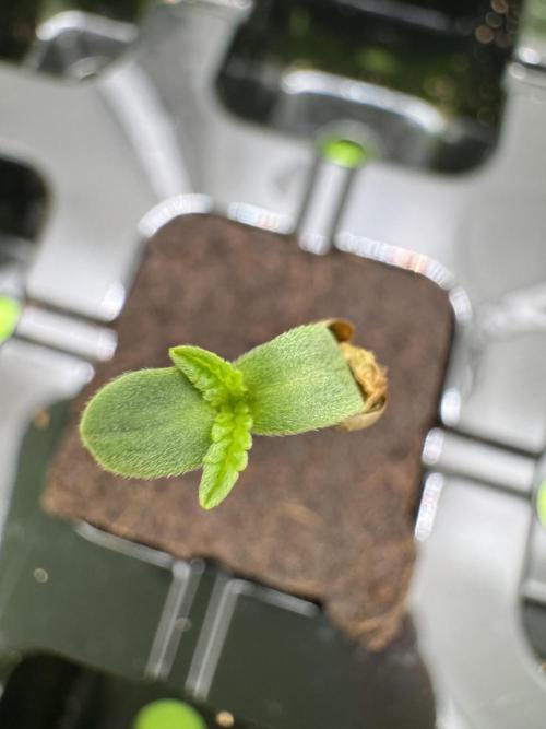 High Society by Compound Genetics. Week 0 - 10/February 2026: Day 1