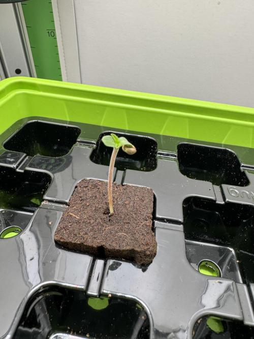 High Society by Compound Genetics. Week 0 - Day 1