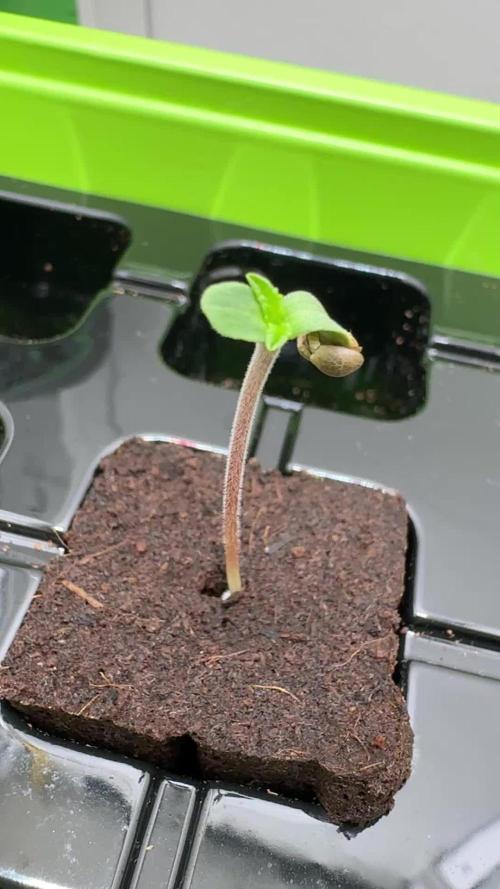 High Society by Compound Genetics