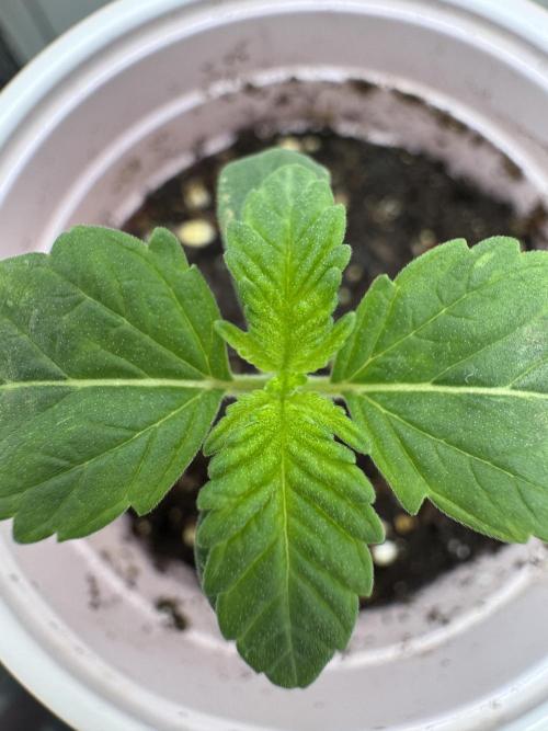 High Society by Compound Genetics. Week 1 - Day 8