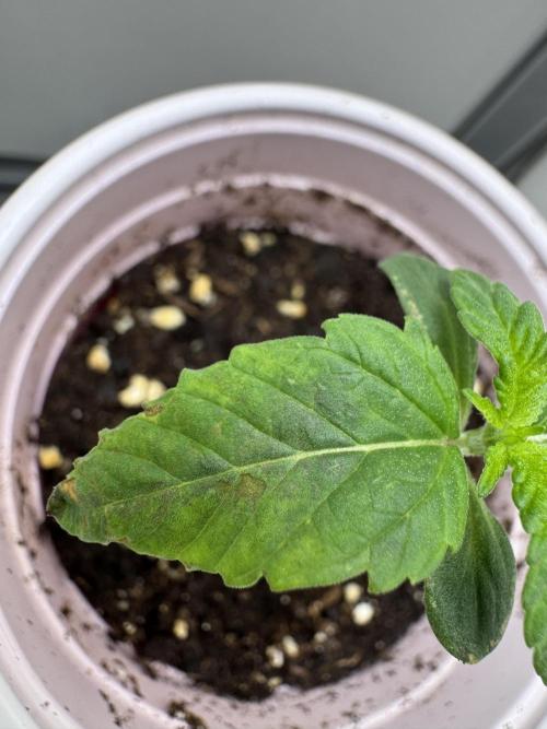 High Society by Compound Genetics. Week 1 - Day 8