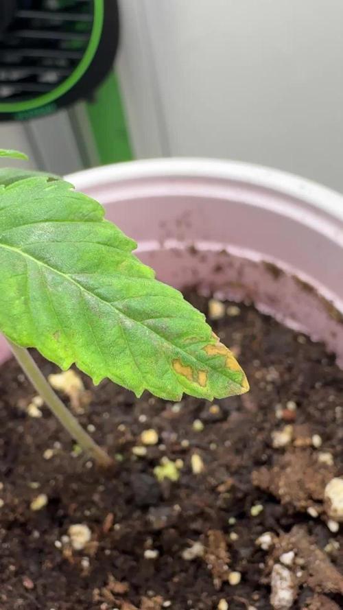 High Society by Compound Genetics