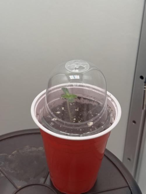 High Society by Compound Genetics. Week 1 - 12/February 2026: Day 3