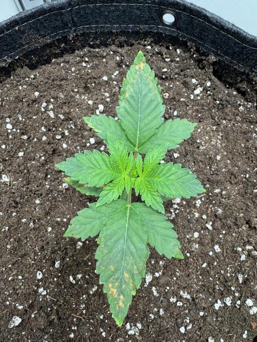 High Society by Compound Genetics. Week 2 - 24/February 2026: Day 15