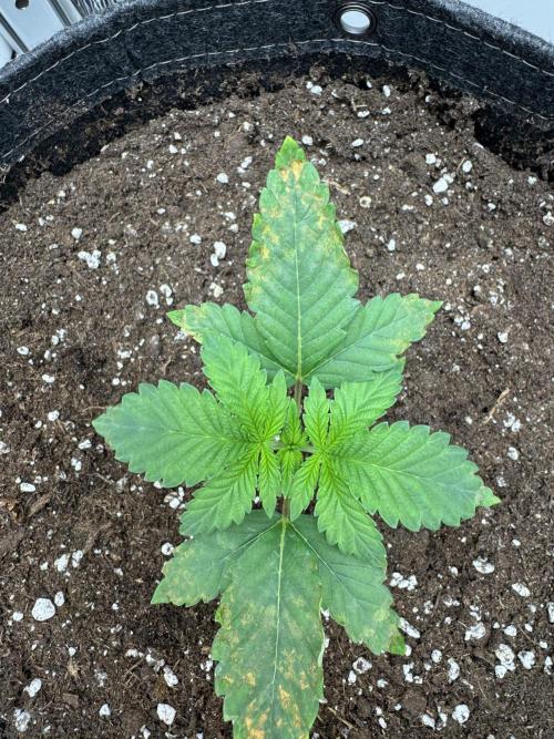 High Society by Compound Genetics. Week 2 - 25/February 2026: Day 16