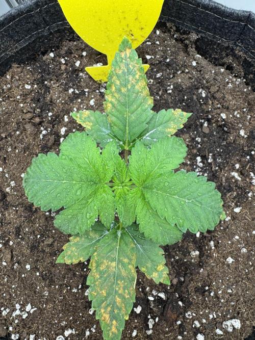 High Society by Compound Genetics. Week 2 - 26/February 2026: 
Day 17