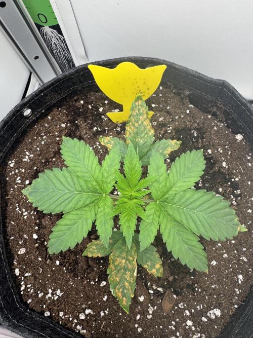 High Society by Compound Genetics. Week 2 - 27/February 2026: 
Day 18