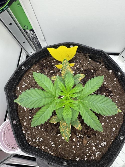 High Society by Compound Genetics. Week 2 - 28/February 2026: Day 19