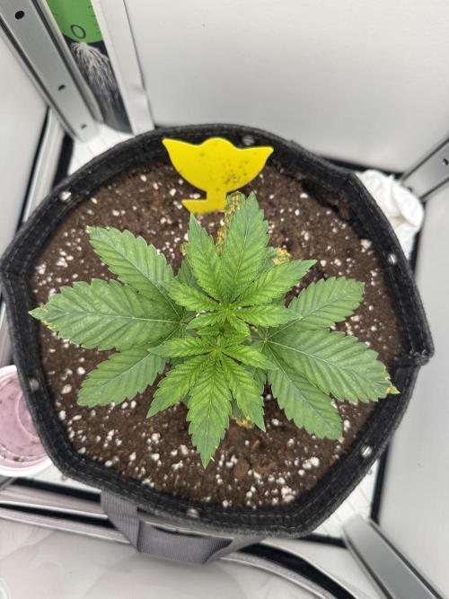 High Society by Compound Genetics. Week 2 - 01/March 2026: Day 20