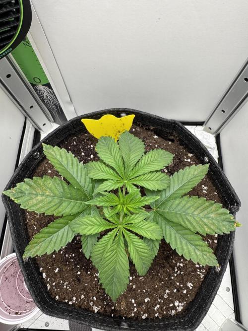 High Society by Compound Genetics. Week 2 - 02/March 2026: Day 21