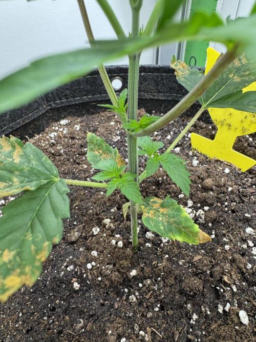 High Society by Compound Genetics. Week 2 - Day 21