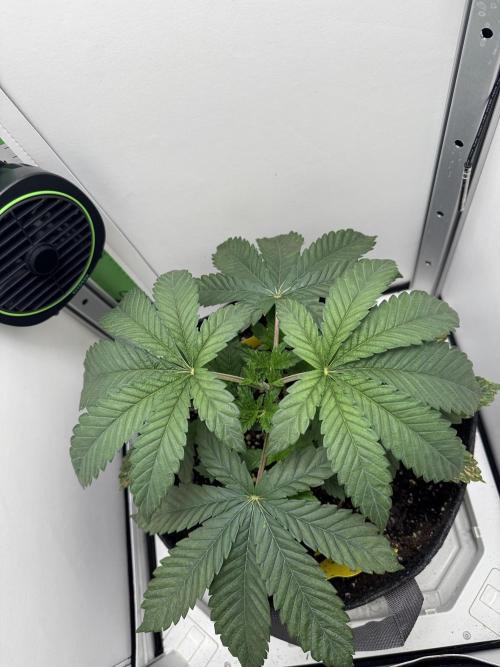 High Society by Compound Genetics. Week 3 - 07/March 2026: Day 26