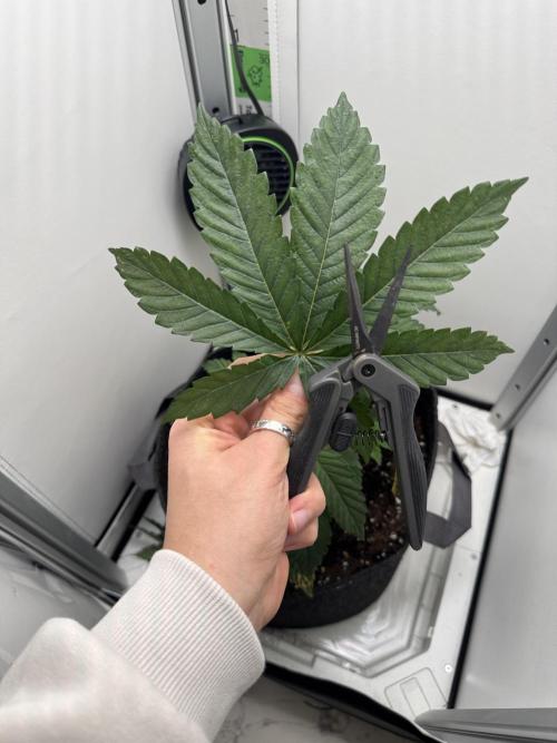 High Society by Compound Genetics. Week 3 - Day 26