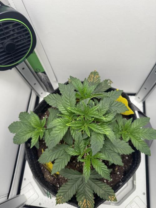 High Society by Compound Genetics. Week 3 - 09/March 2026: Day 28