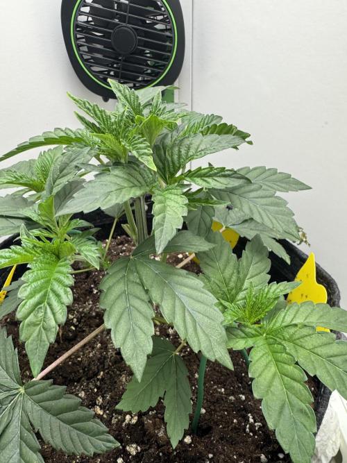 High Society by Compound Genetics. Week 3 - Day 28