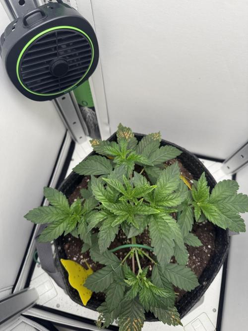 High Society by Compound Genetics. Week 3 - Day 28