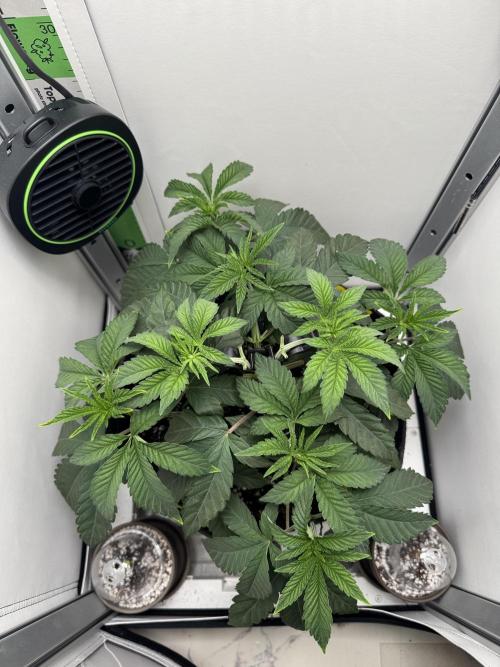 High Society by Compound Genetics. Week 5 - 15/March 2026: Day 34