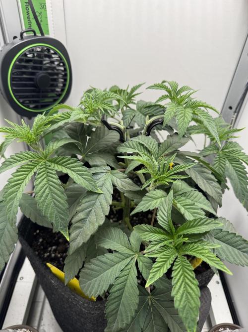 High Society by Compound Genetics. Week 5 - Day 34