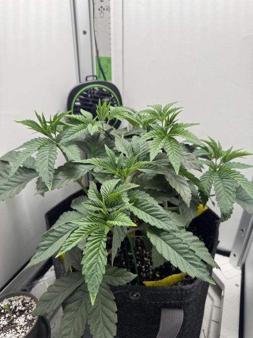 High Society by Compound Genetics. Week 5 - Day 37