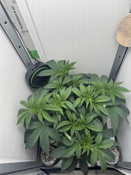 High Society by Compound Genetics. Week 5 - Day 37