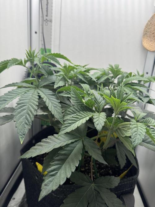 High Society by Compound Genetics. Week 5 - Day 37