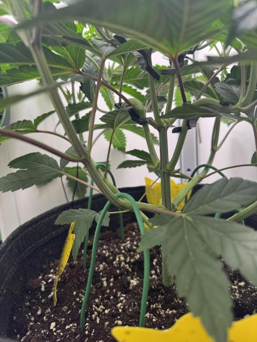 High Society by Compound Genetics. Week 5 - Day 37