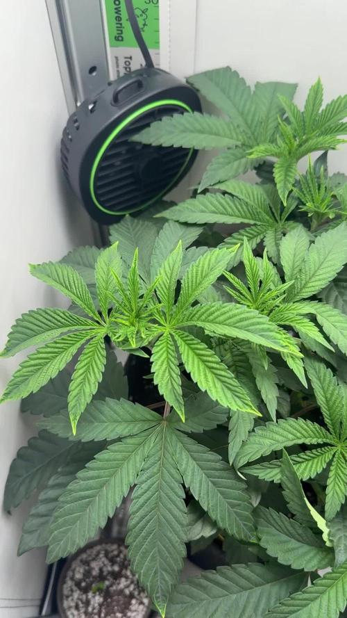 High Society by Compound Genetics