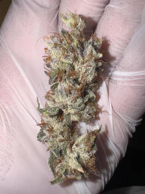Jelly Donutz by Humboldt Seed Co.. Week 14