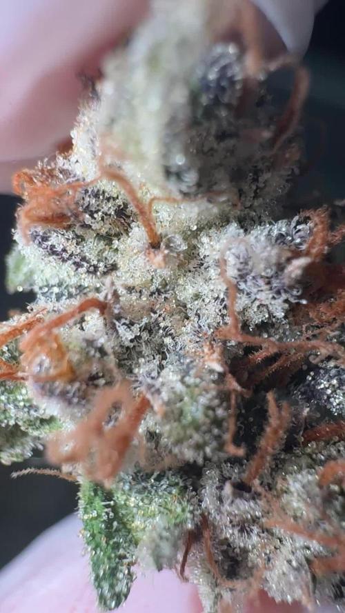 Jelly Donutz by Humboldt Seed Co.