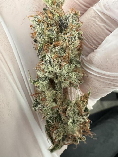 Jelly Donutz by Humboldt Seed Co.. Week 14