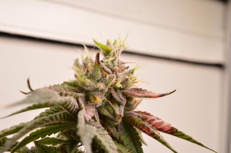 Jelly Donutz by Humboldt Seed Co.. Week 14