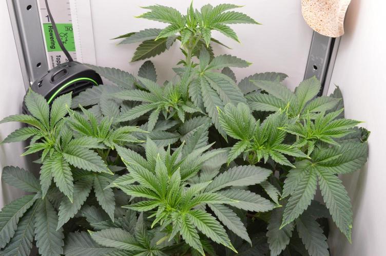 High Society by Compound Genetics. Week 6 - 22/March 2026: Day 4