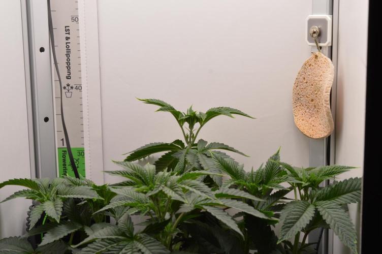 High Society by Compound Genetics. Week 6 - Day 4