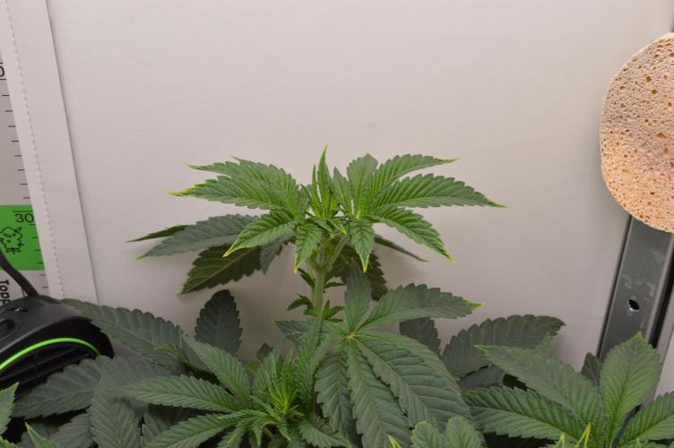 High Society by Compound Genetics. Week 6 - Day 4
