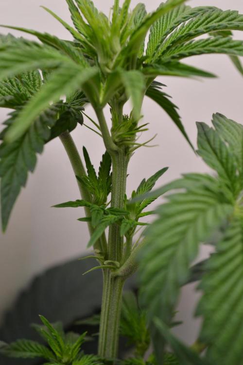 High Society by Compound Genetics. Week 7 - Day 9