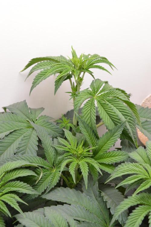 High Society by Compound Genetics. Week 7 - Day 9