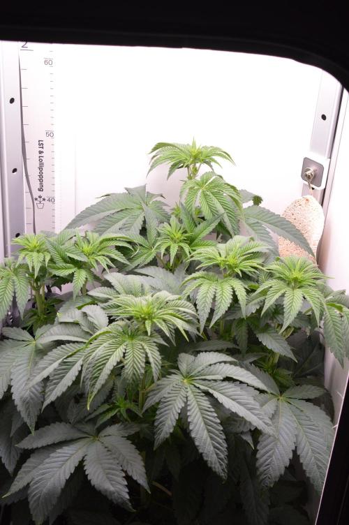 High Society by Compound Genetics. Week 7 - Day 9