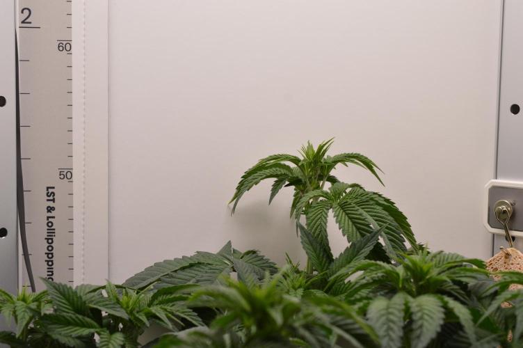 High Society by Compound Genetics. Week 7
