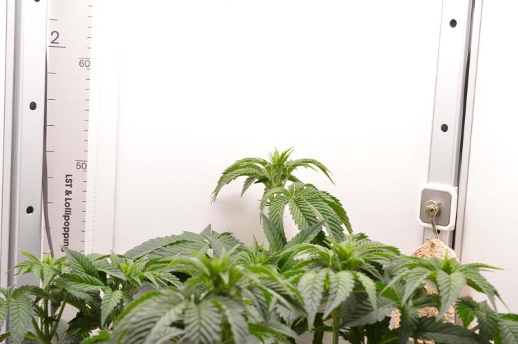 High Society by Compound Genetics. Week 7 - Day 9