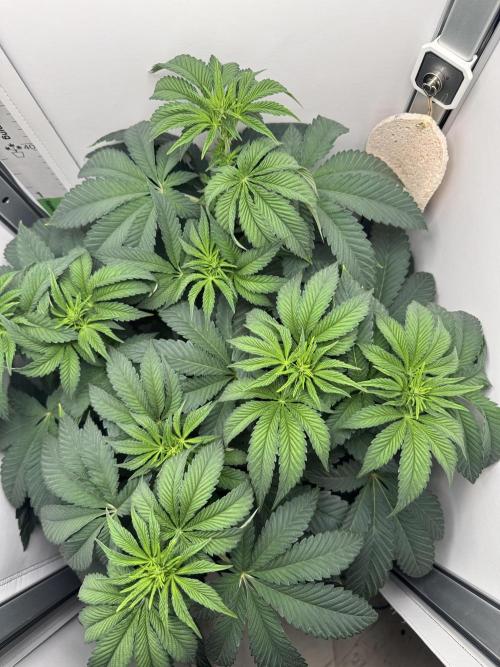 High Society by Compound Genetics. Week 7 - 27/March 2026: Day 9