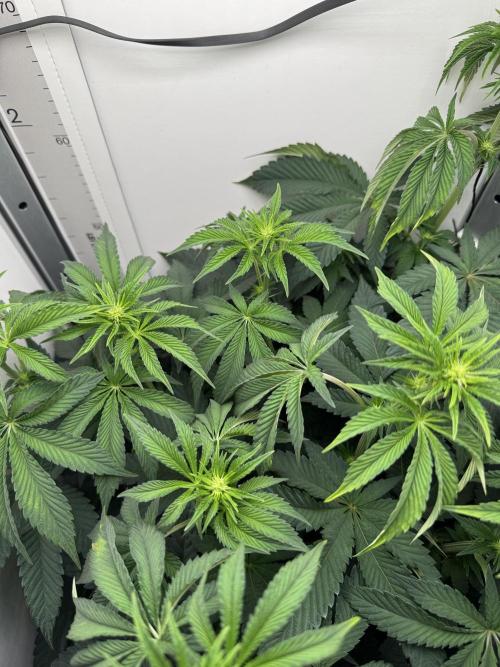 High Society by Compound Genetics. Week 8 - Day 14
