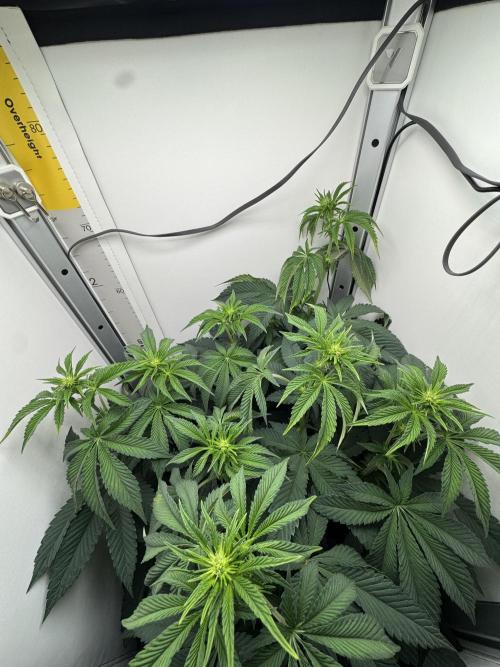 High Society by Compound Genetics. Week 8 - Day 14