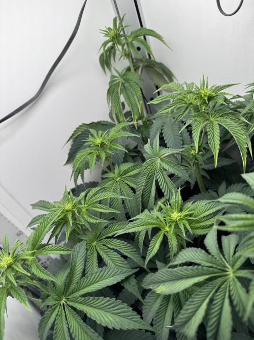 High Society by Compound Genetics. Week 8 - Day 14