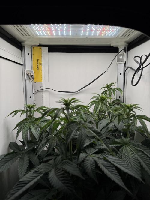 High Society by Compound Genetics. Week 8 - Day 14