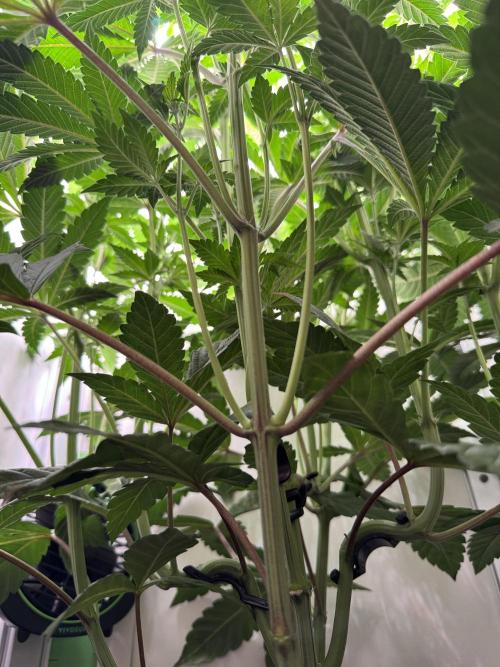 High Society by Compound Genetics. Week 8 - Day 14