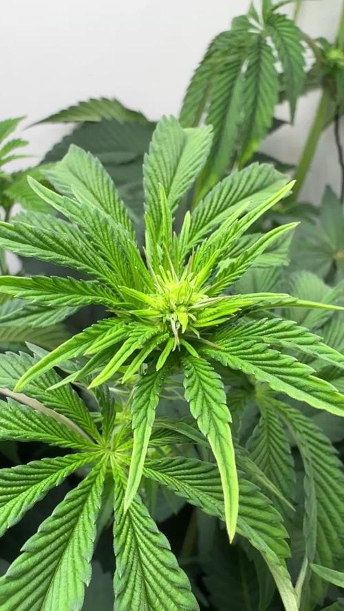 High Society by Compound Genetics