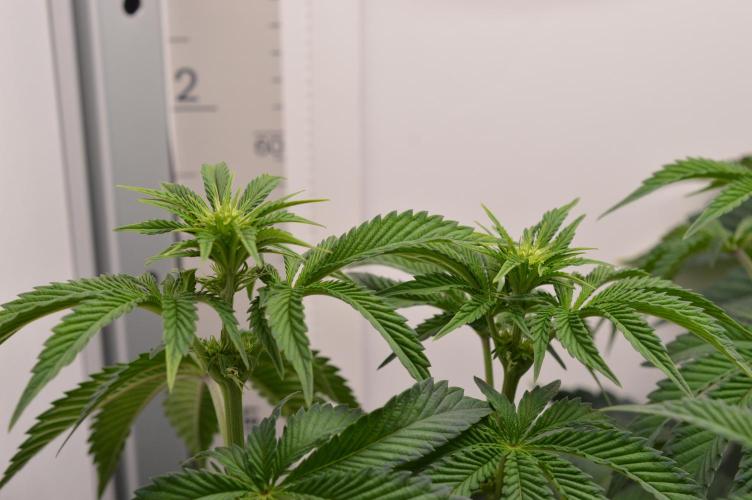 High Society by Compound Genetics. Week 8 - Day 14