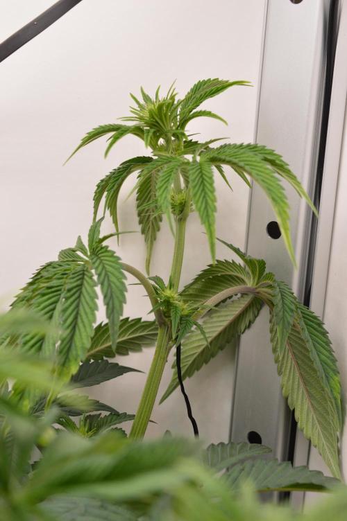High Society by Compound Genetics. Week 8 - Day 14