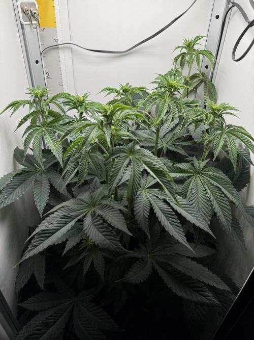High Society by Compound Genetics. Week 8 - Day 14
